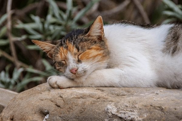 4 Alasan Tidak Rutin Update Konten di Blog