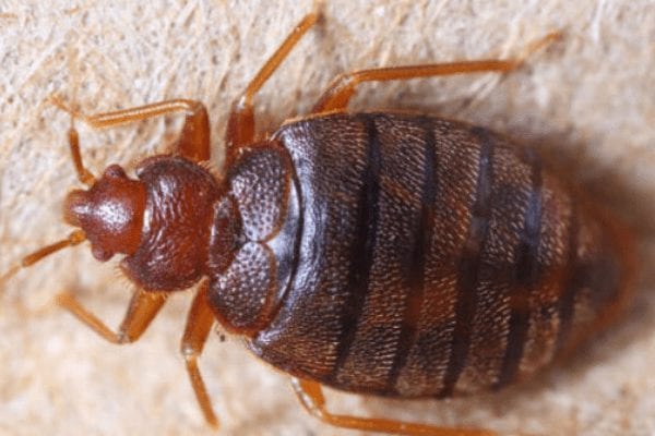 Cara Membasmi Kutu Busuk