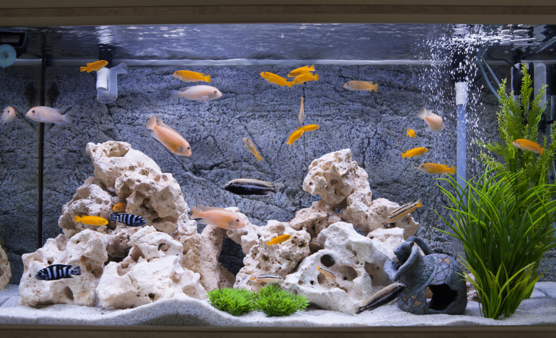 memelihara Ikan Hias Terbaik di masa pandemi