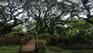 tempat wisata banyuwangi