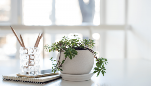 Usaha Berjualan Tanaman