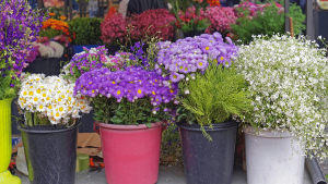 tradisi memberi bunga