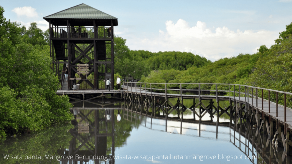 Wisata Pantai Mangrove Berundung