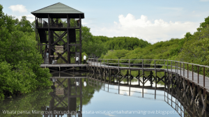 Wisata Pantai Mangrove Berundung