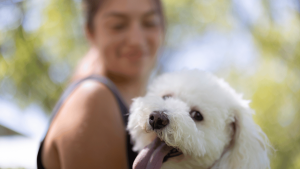 tantangan pemilik anjing mencari apartemen