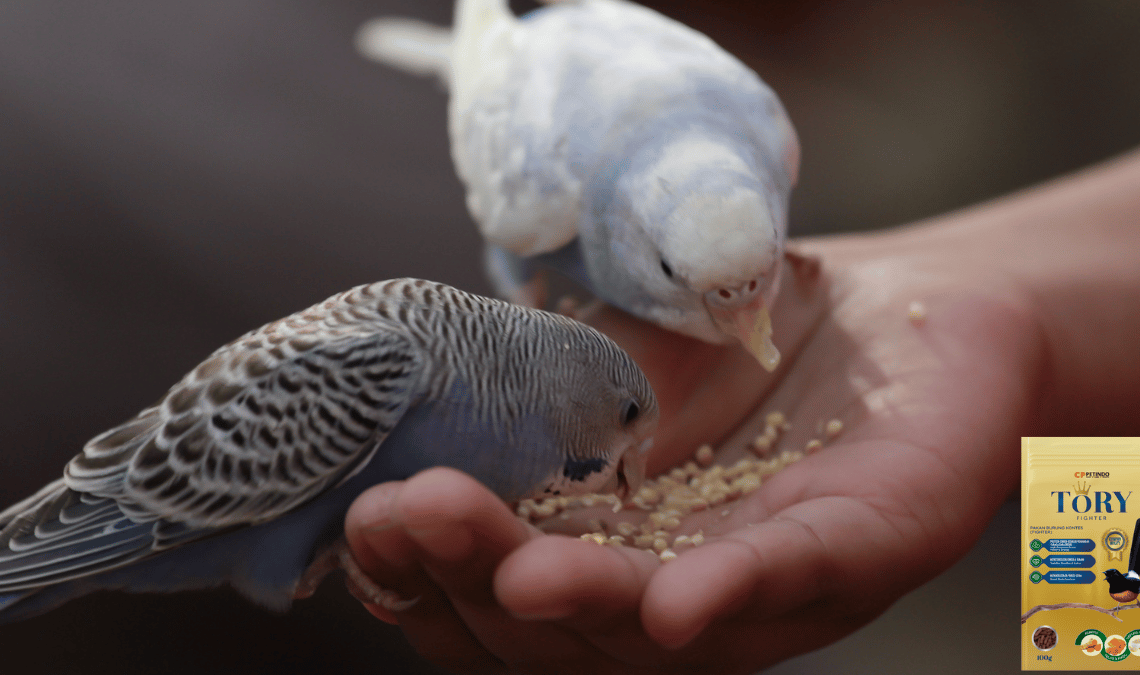nutrisi burung kicau