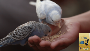 nutrisi burung kicau