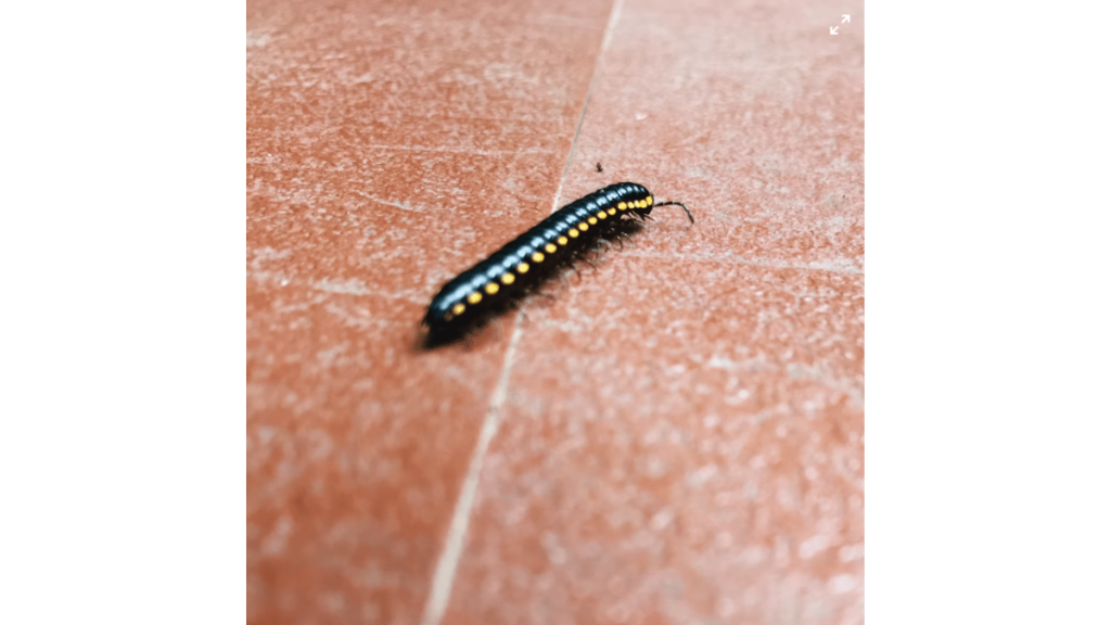 Kaki Seribu Bintik Kuning