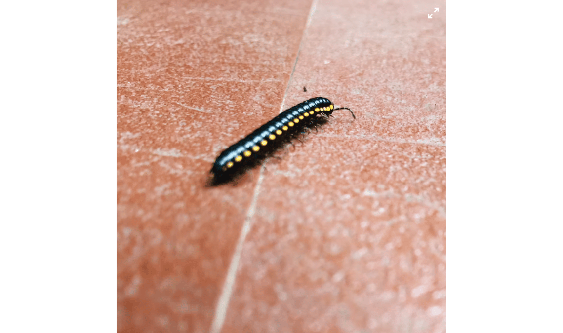 Kaki Seribu Bintik Kuning