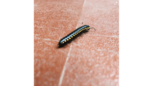 Kaki Seribu Bintik Kuning